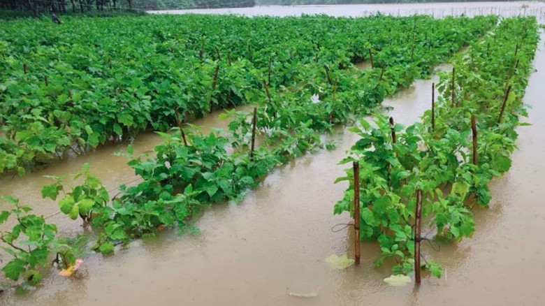ছবি সংগৃহীত